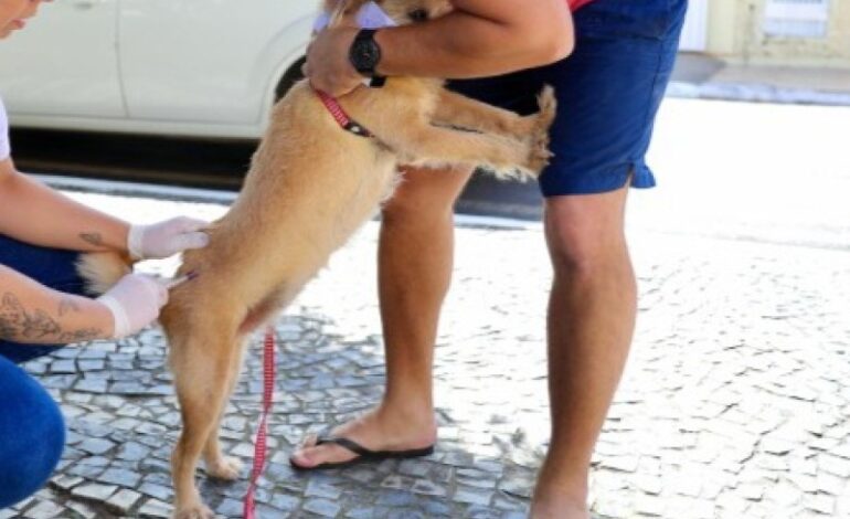 NCZ inicia vacinação de cães e gatos contra a raiva em SJB