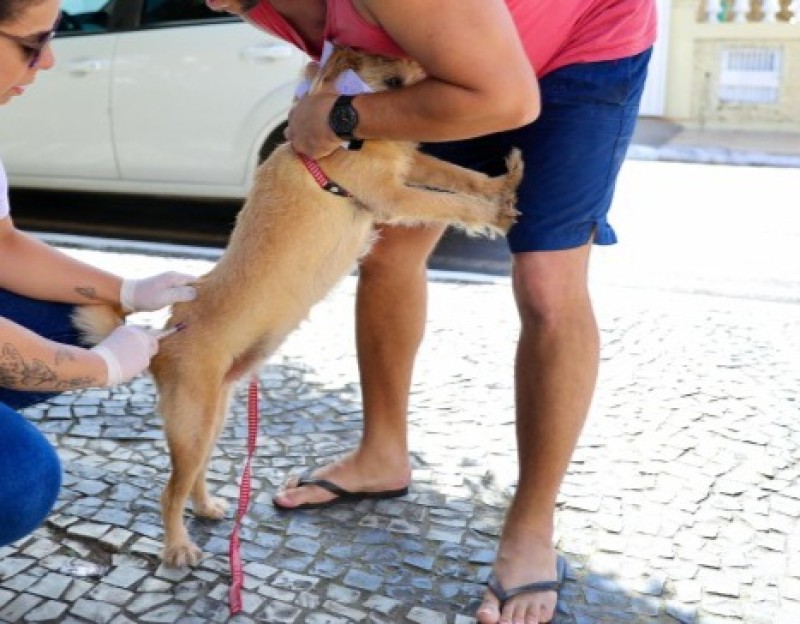 NCZ inicia vacinação de cães e gatos contra a raiva em SJB