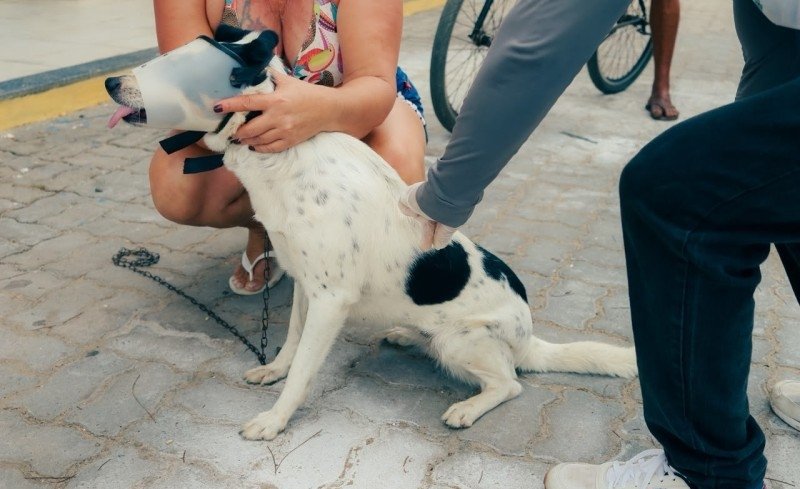 Vacinação antirrábica itinerante prossegue em SJB